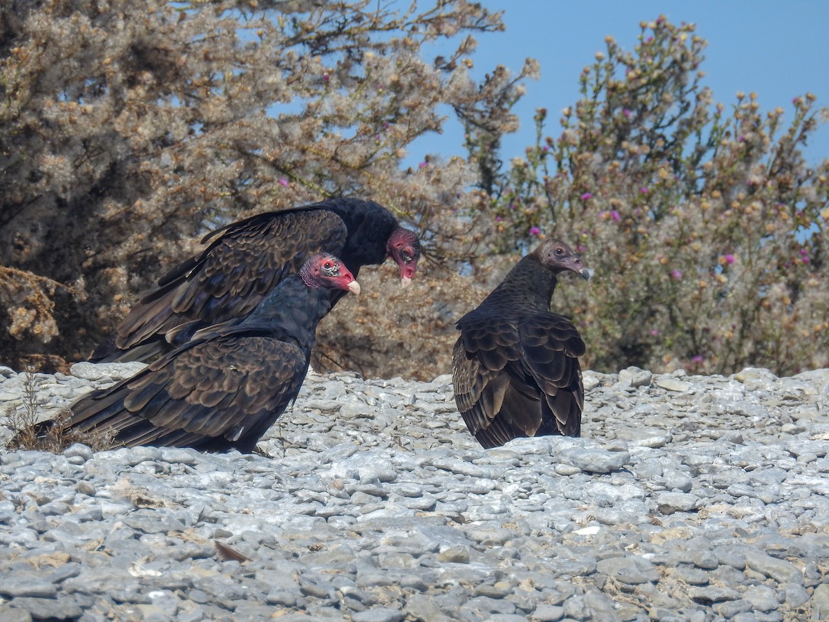 Turkey Vulture - ML608909951