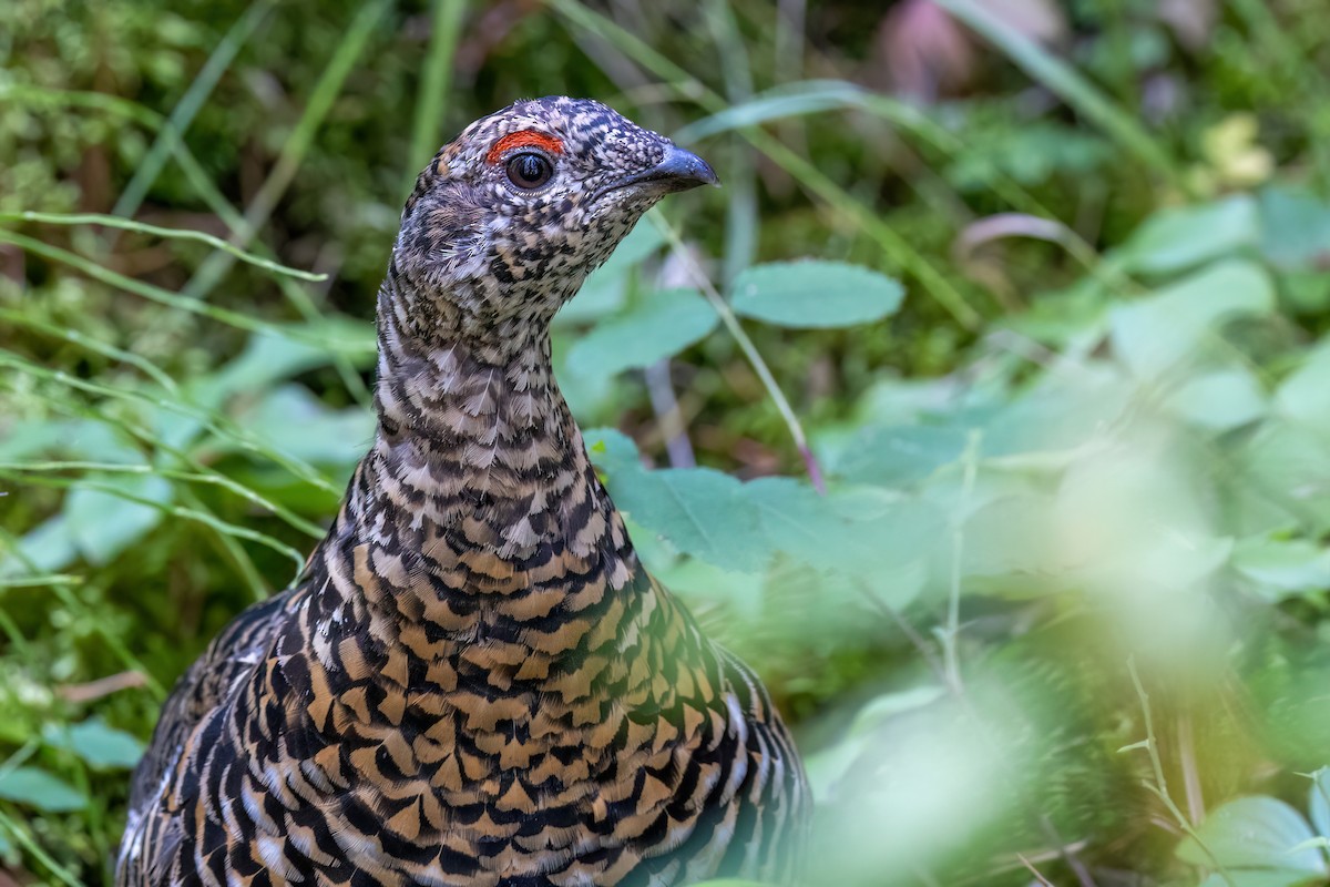 Spruce Grouse - ML608909978