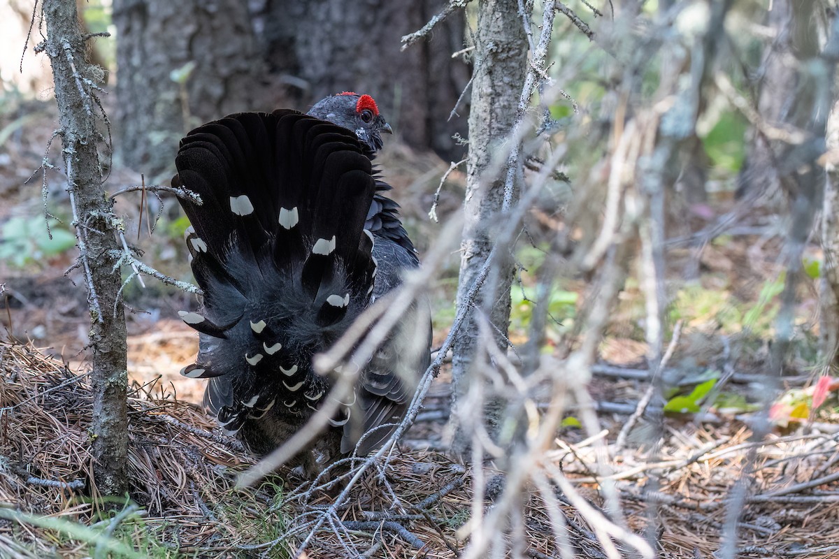 Spruce Grouse - ML608910012