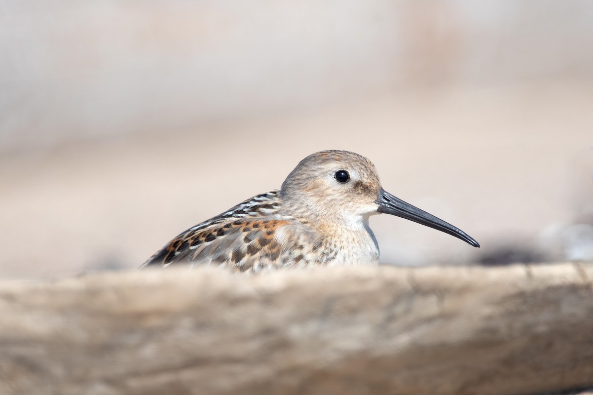 Dunlin - ML608910122