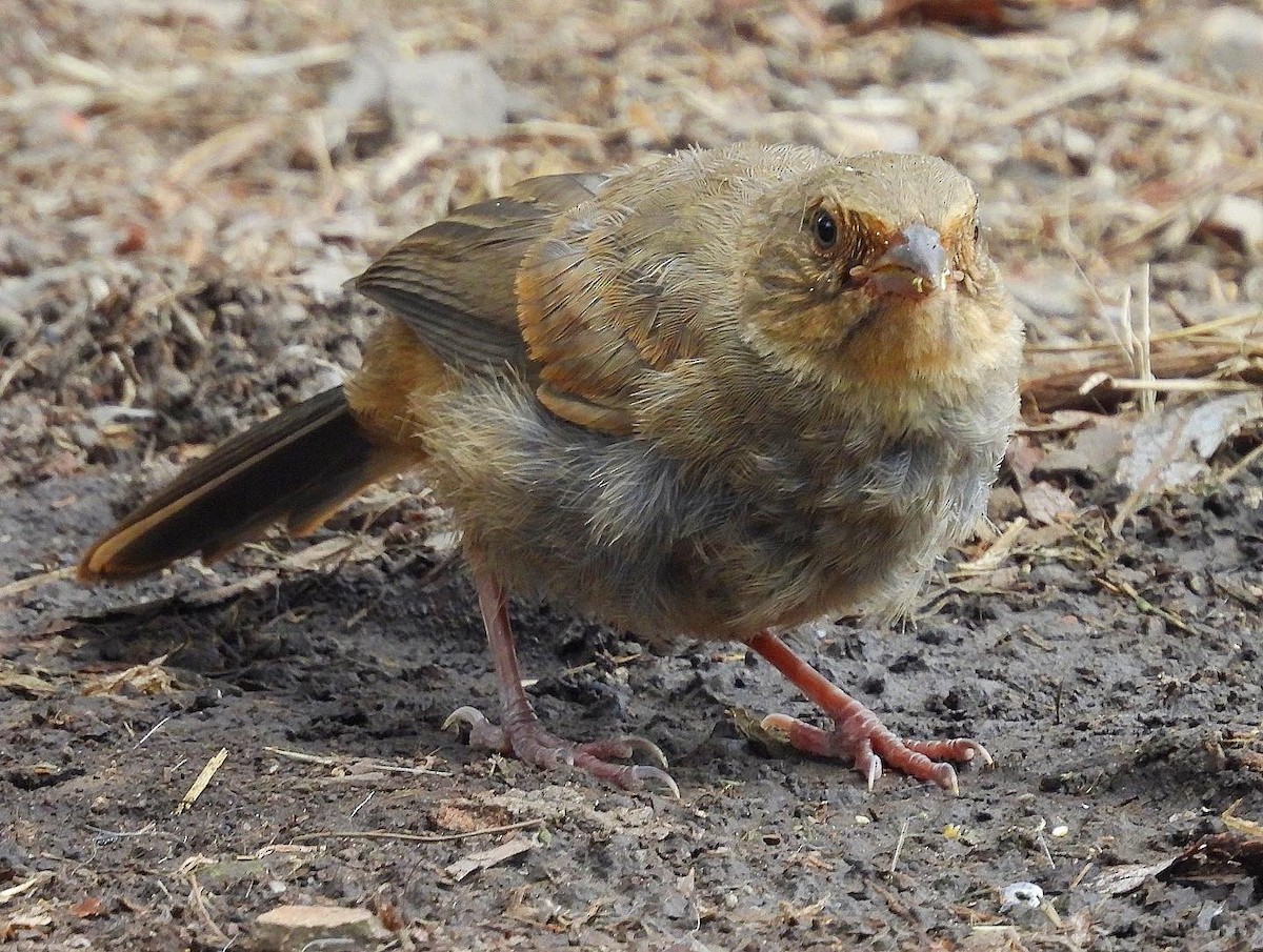 California Towhee - Nick & Jane