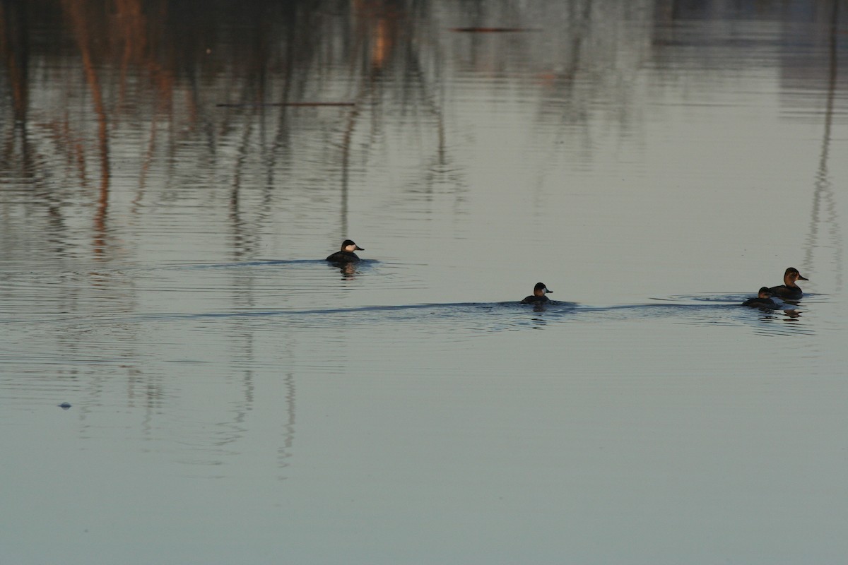 Ruddy Duck - ML608910153