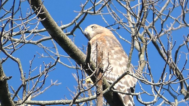 Red-shouldered Hawk - ML608910183