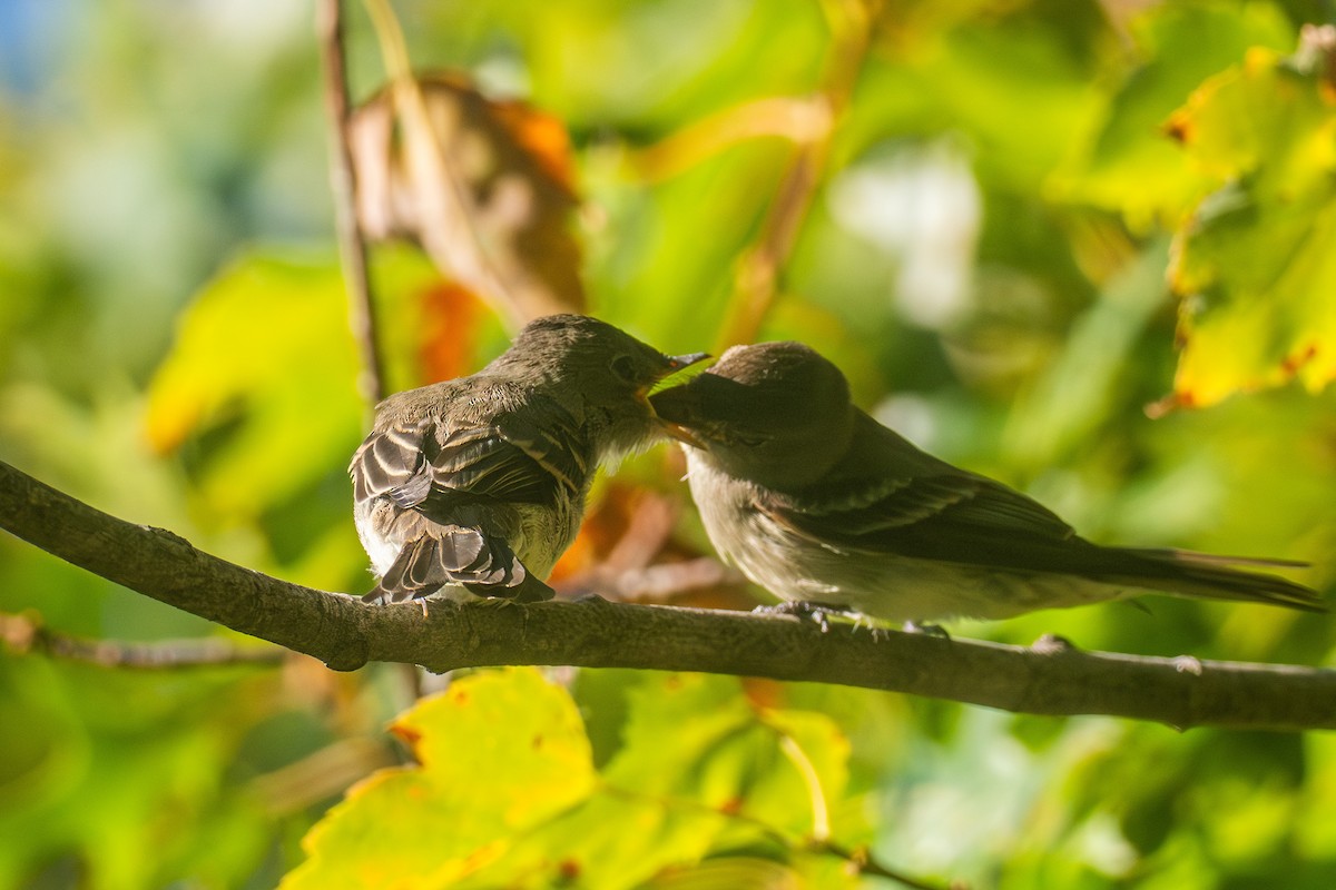 Eastern Wood-Pewee - ML608910219