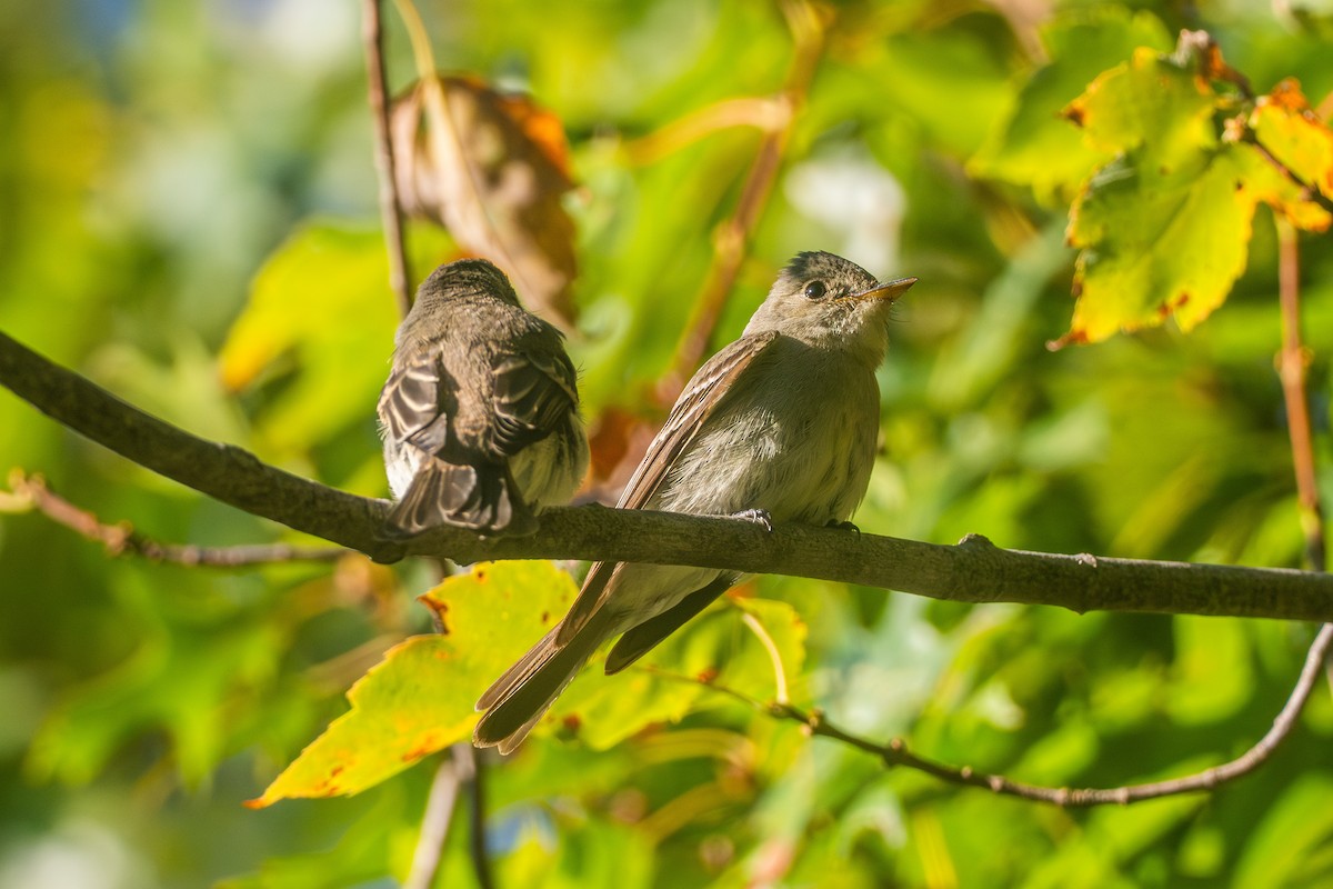 Eastern Wood-Pewee - ML608910222