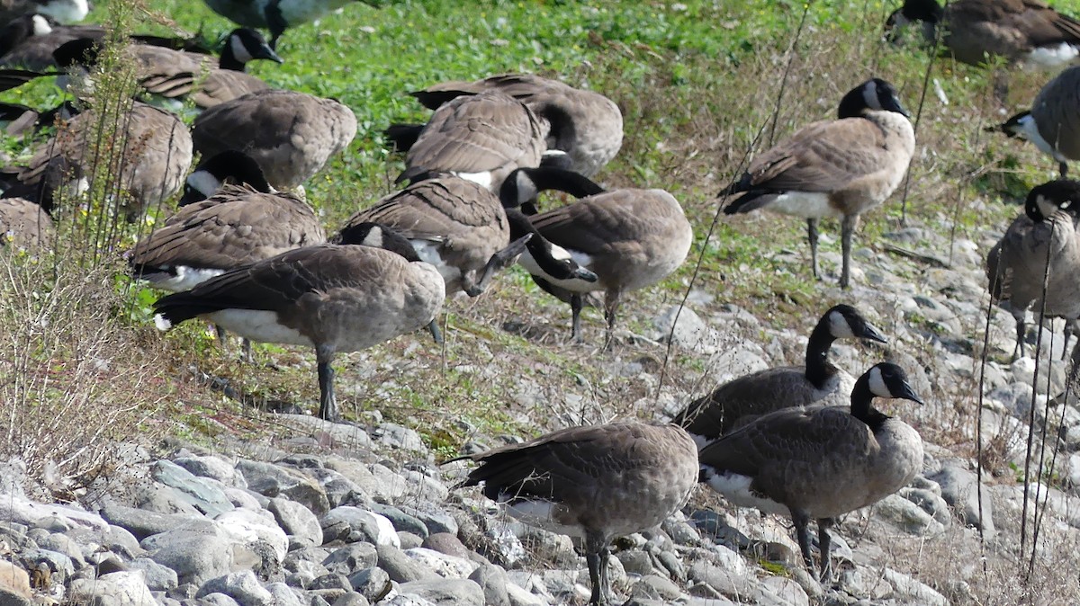 Canada Goose - ML608910365