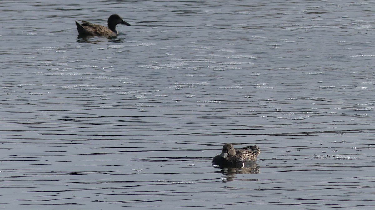 Blue-winged Teal - ML608910390