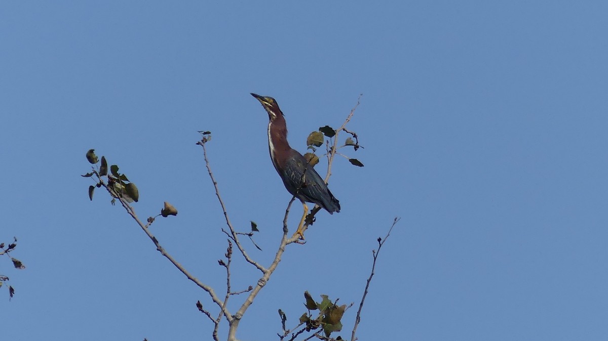 Green Heron - Réjean Deschênes