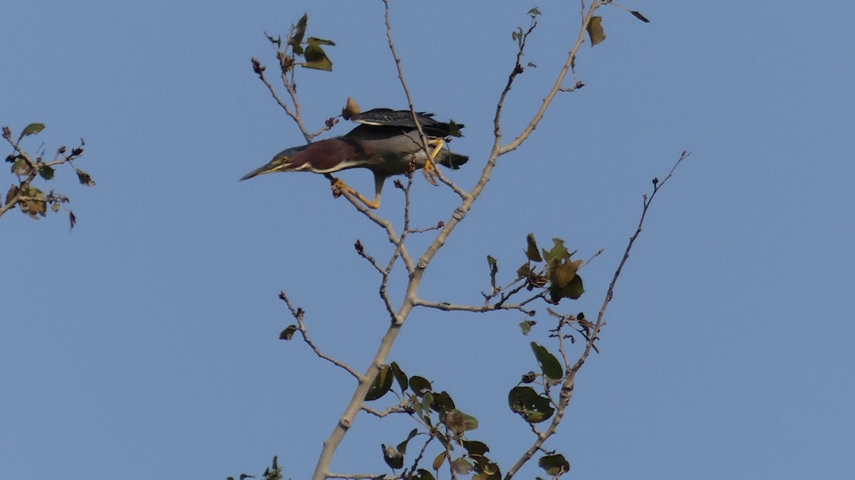 Green Heron - ML608910410