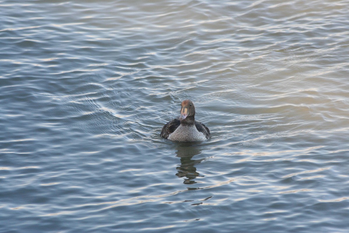 King Eider - ML608910429
