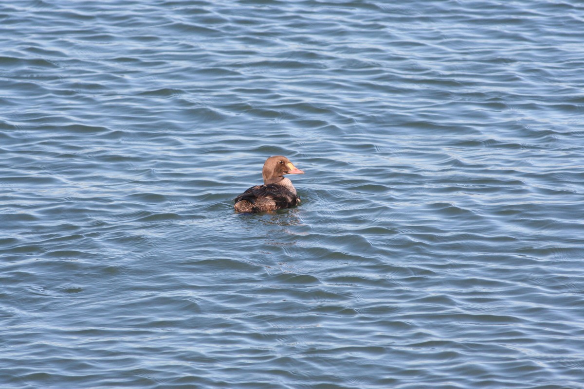 King Eider - ML608910430