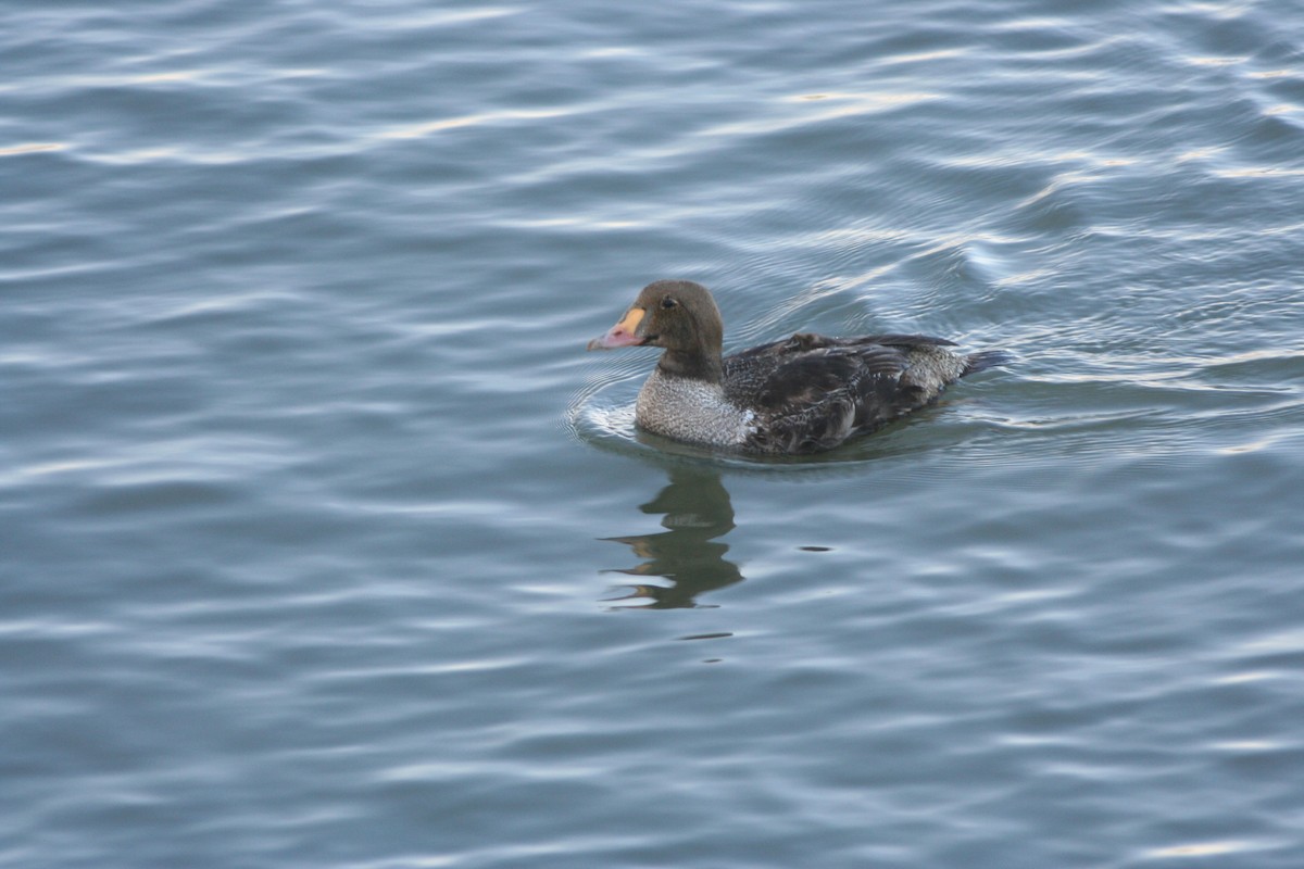 King Eider - ML608910431