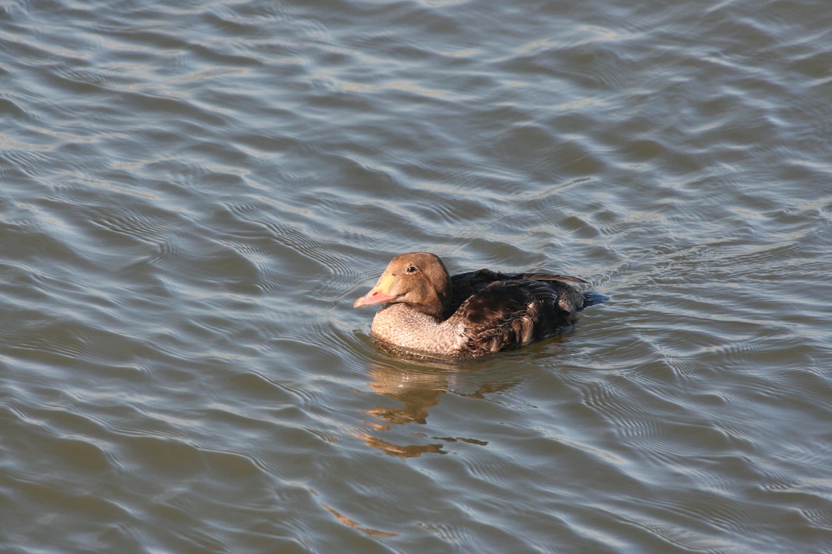 King Eider - ML608910432