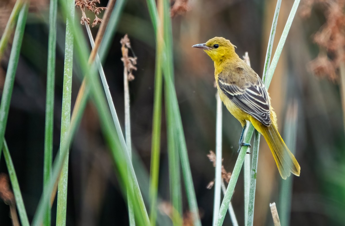 Oriole masqué - ML608910439