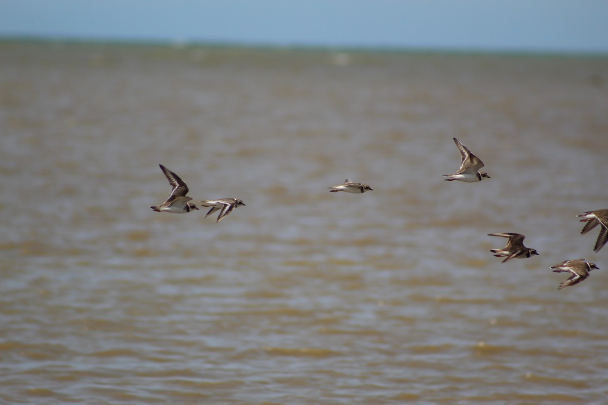 Semipalmated Plover - Pedro Behne