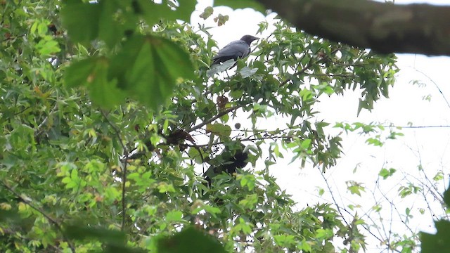 American Crow - ML608910501