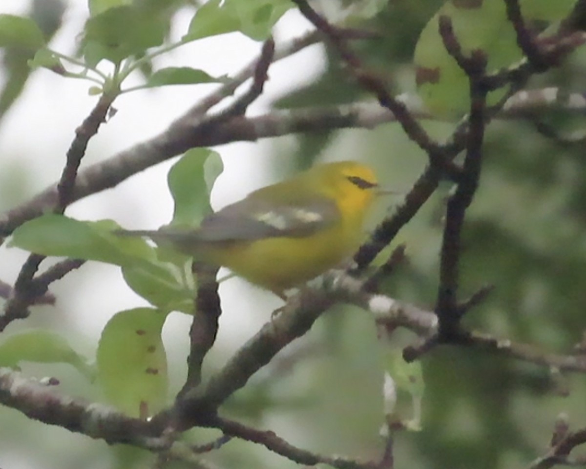 Blue-winged Warbler - ML608910504