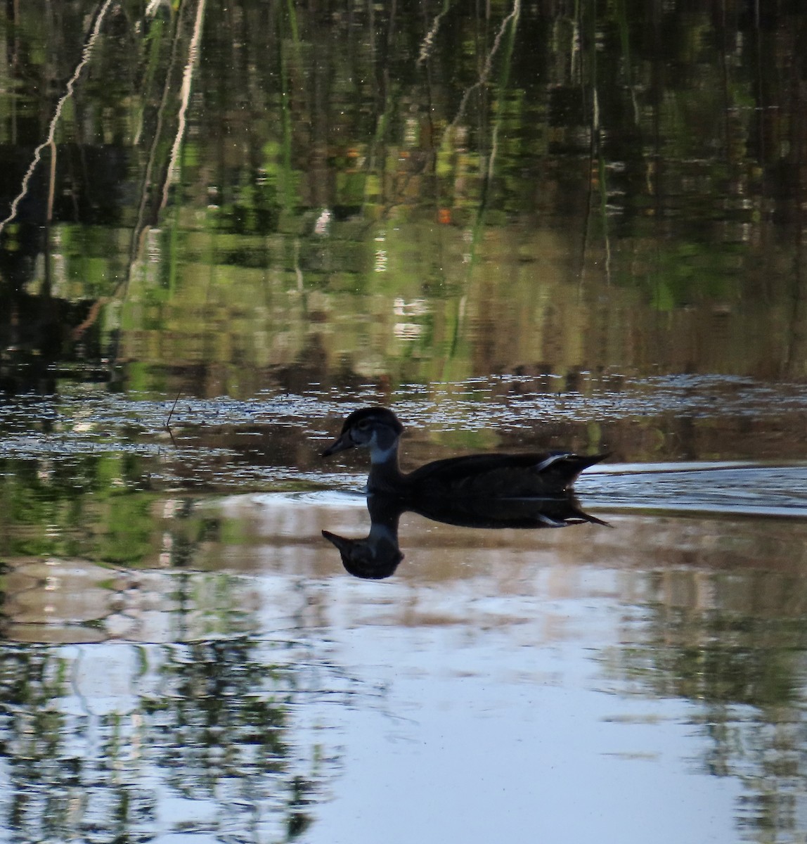 Wood Duck - ML608910525