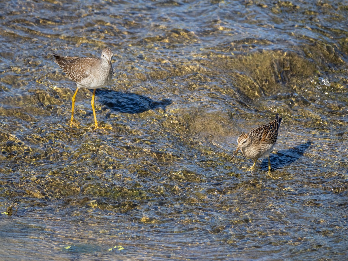 Lesser Yellowlegs - ML608910547