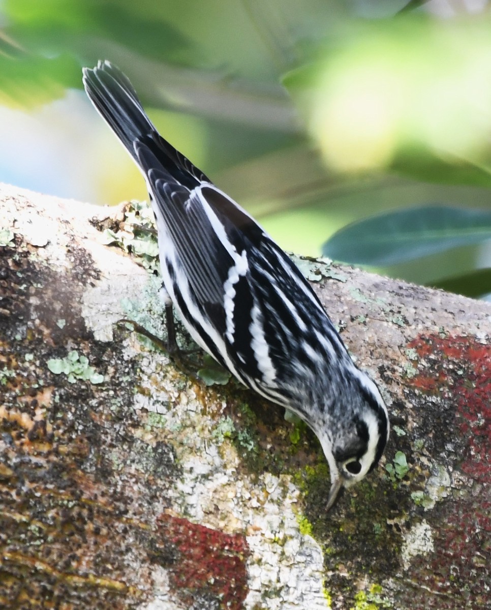 Black-and-white Warbler - ML608910613