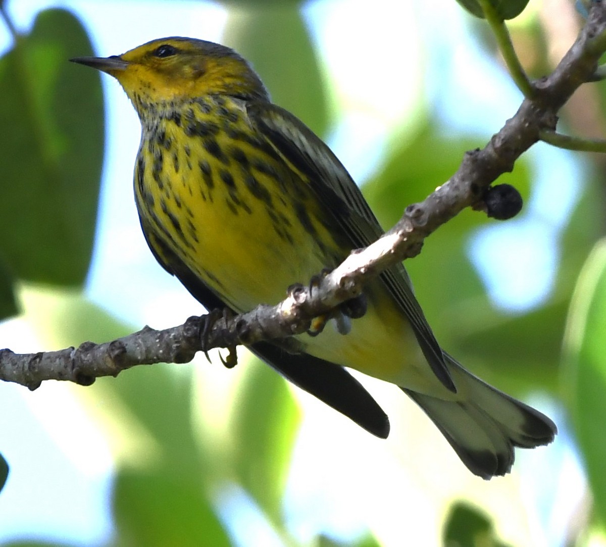 Cape May Warbler - ML608910621