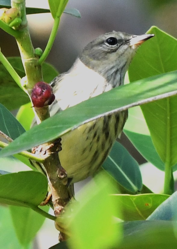 Cape May Warbler - ML608910638