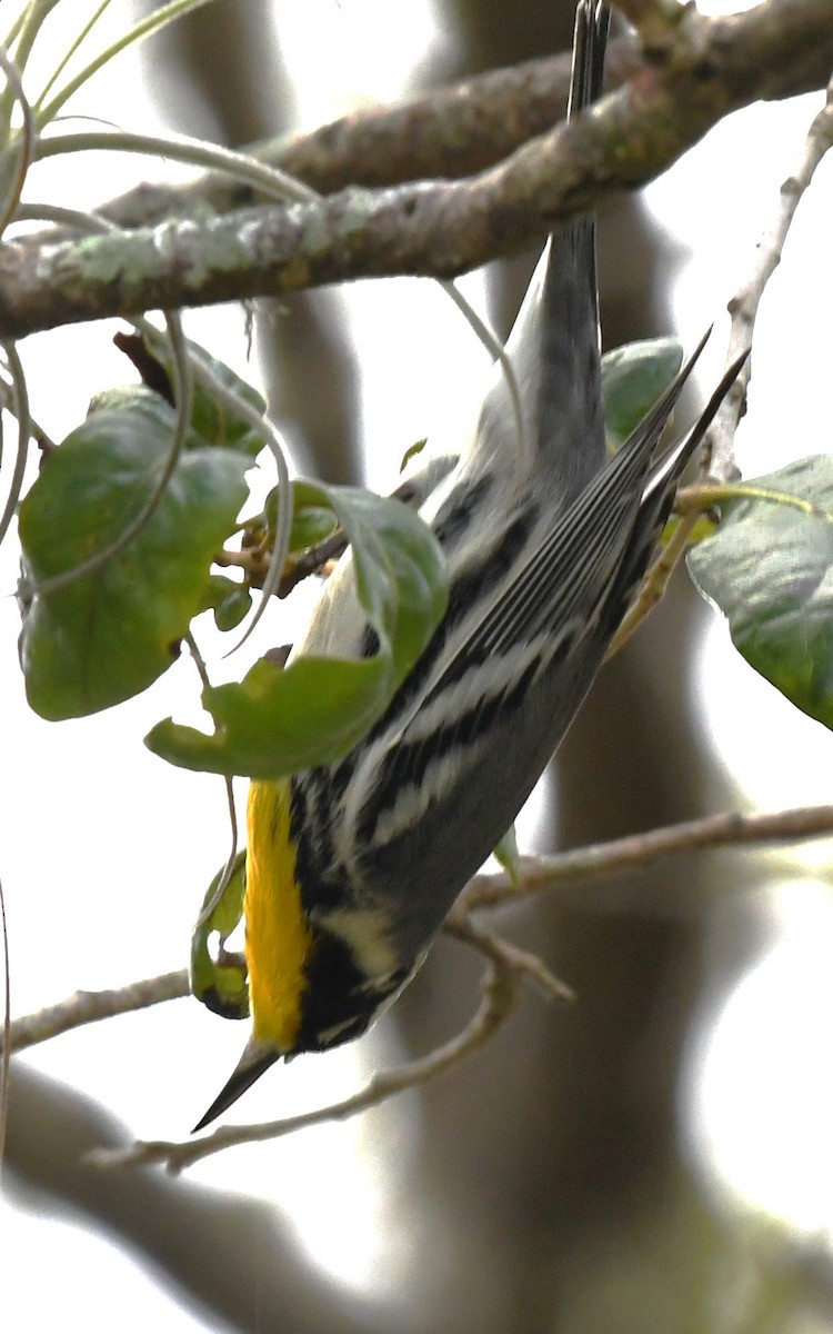 Yellow-throated Warbler - ML608910650