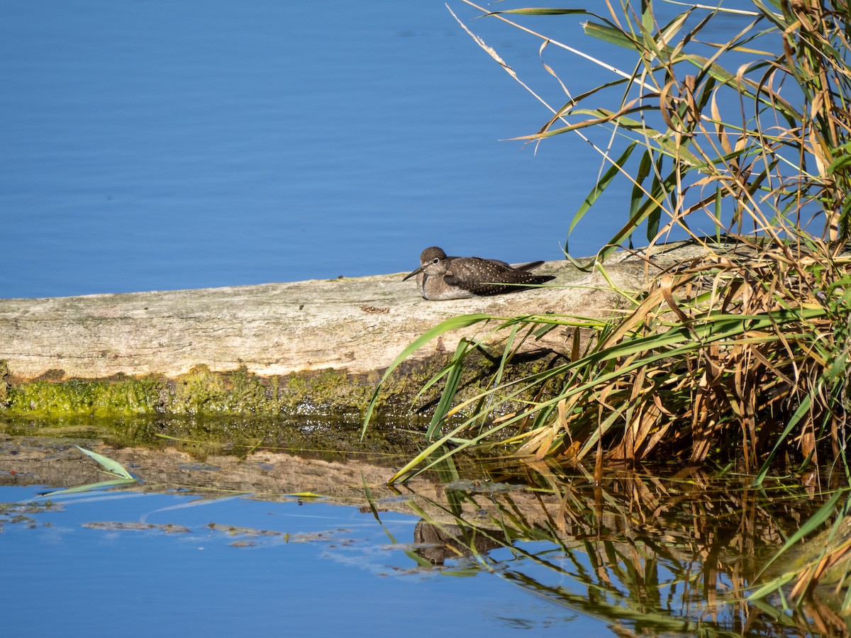 Solitary Sandpiper - ML608910724