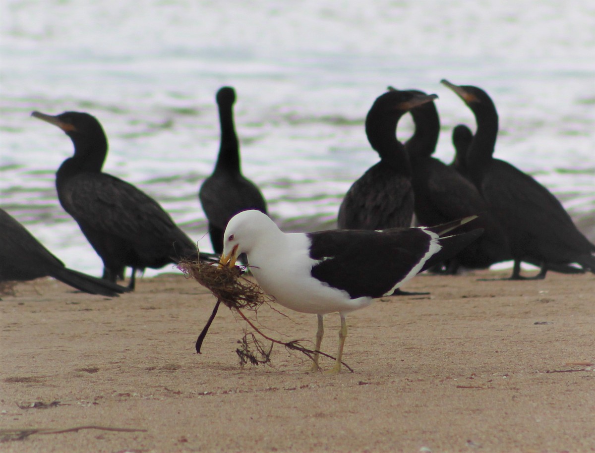 Kelp Gull - ML608910749