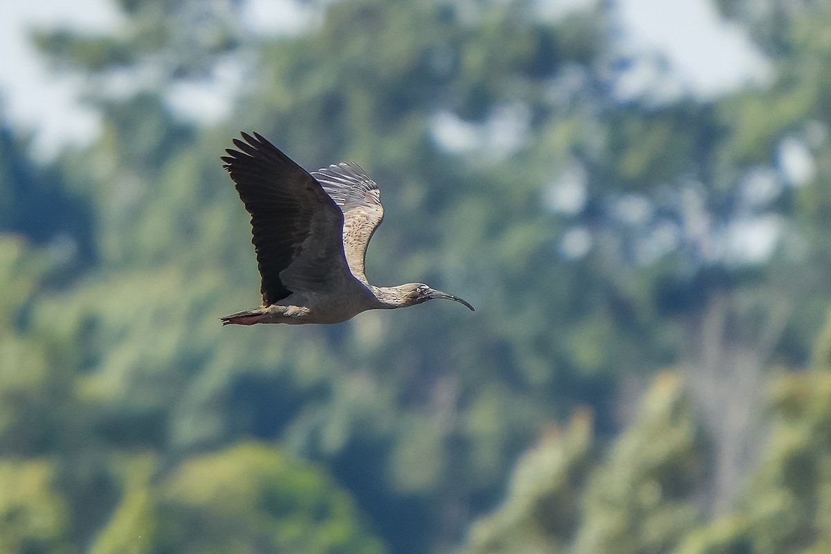 Plumbeous Ibis - Luis Piñeyrua