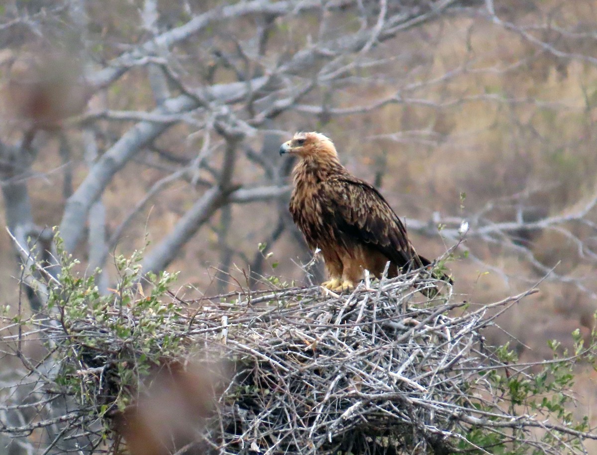 Tawny Eagle - ML608910785