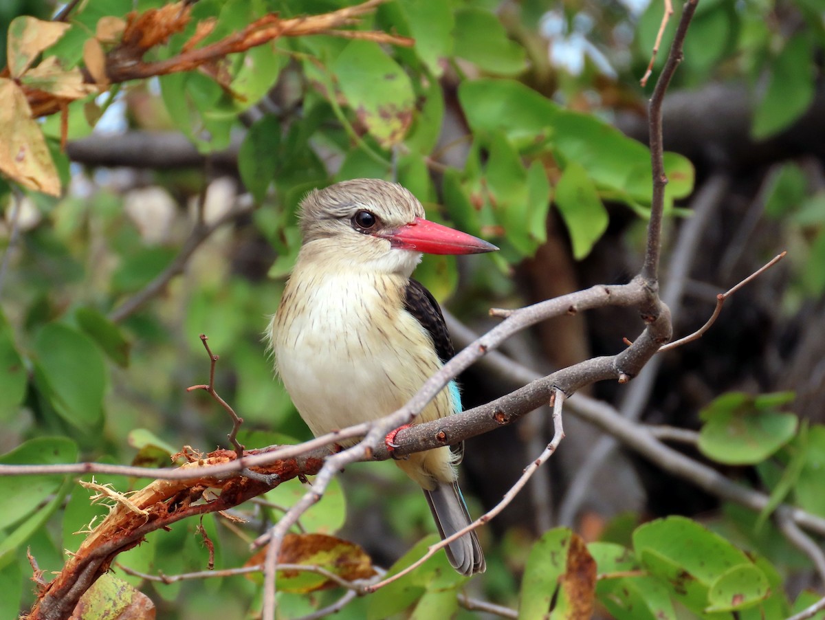 Brown-hooded Kingfisher - Amy Evenstad