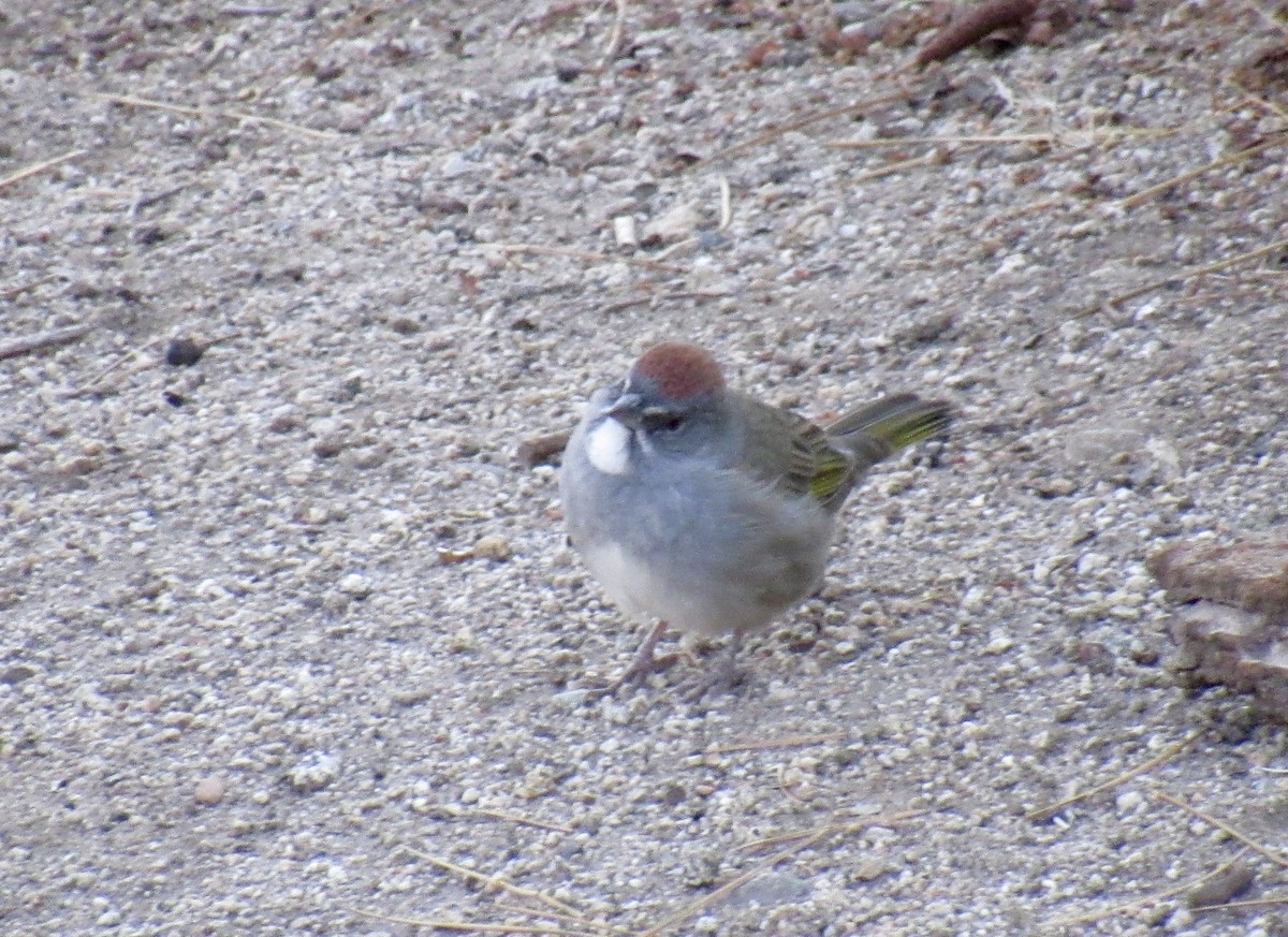 Green-tailed Towhee - ML608910849