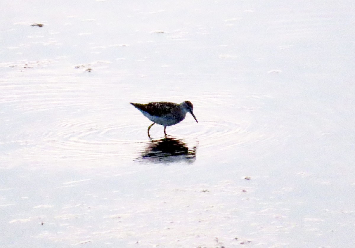 Wood Sandpiper - ML608910918