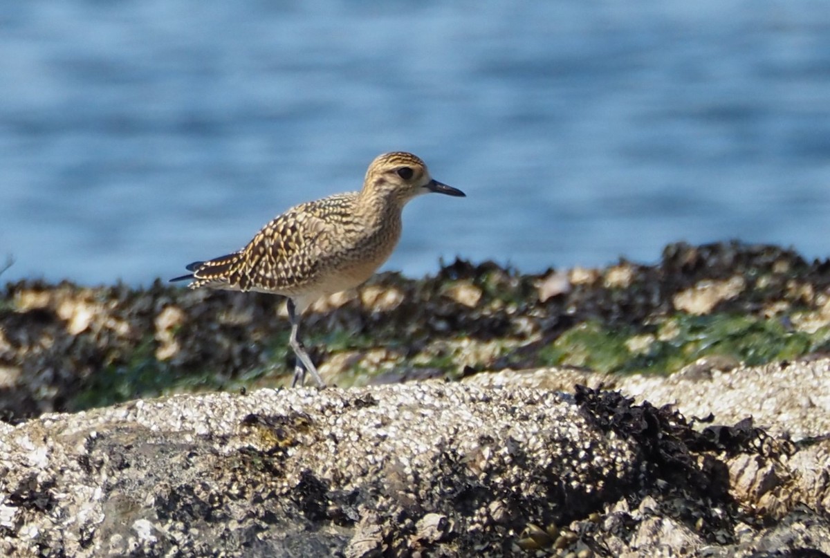 Pacific Golden-Plover - ML608910983