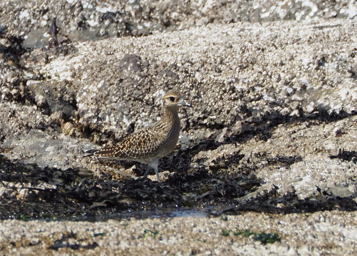 Pacific Golden-Plover - Jocelynn Johannesson