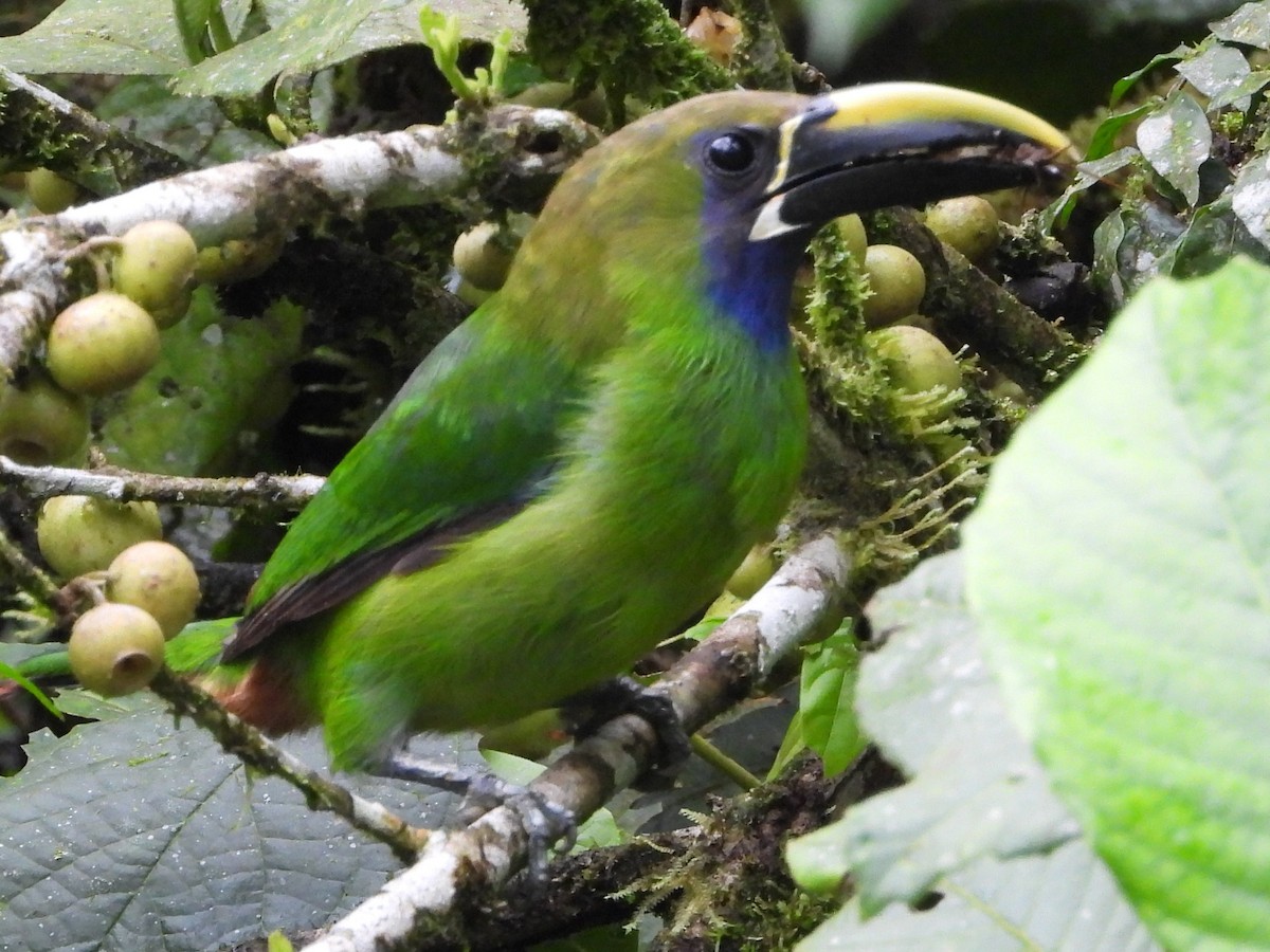 Northern Emerald-Toucanet - Mary Leigh