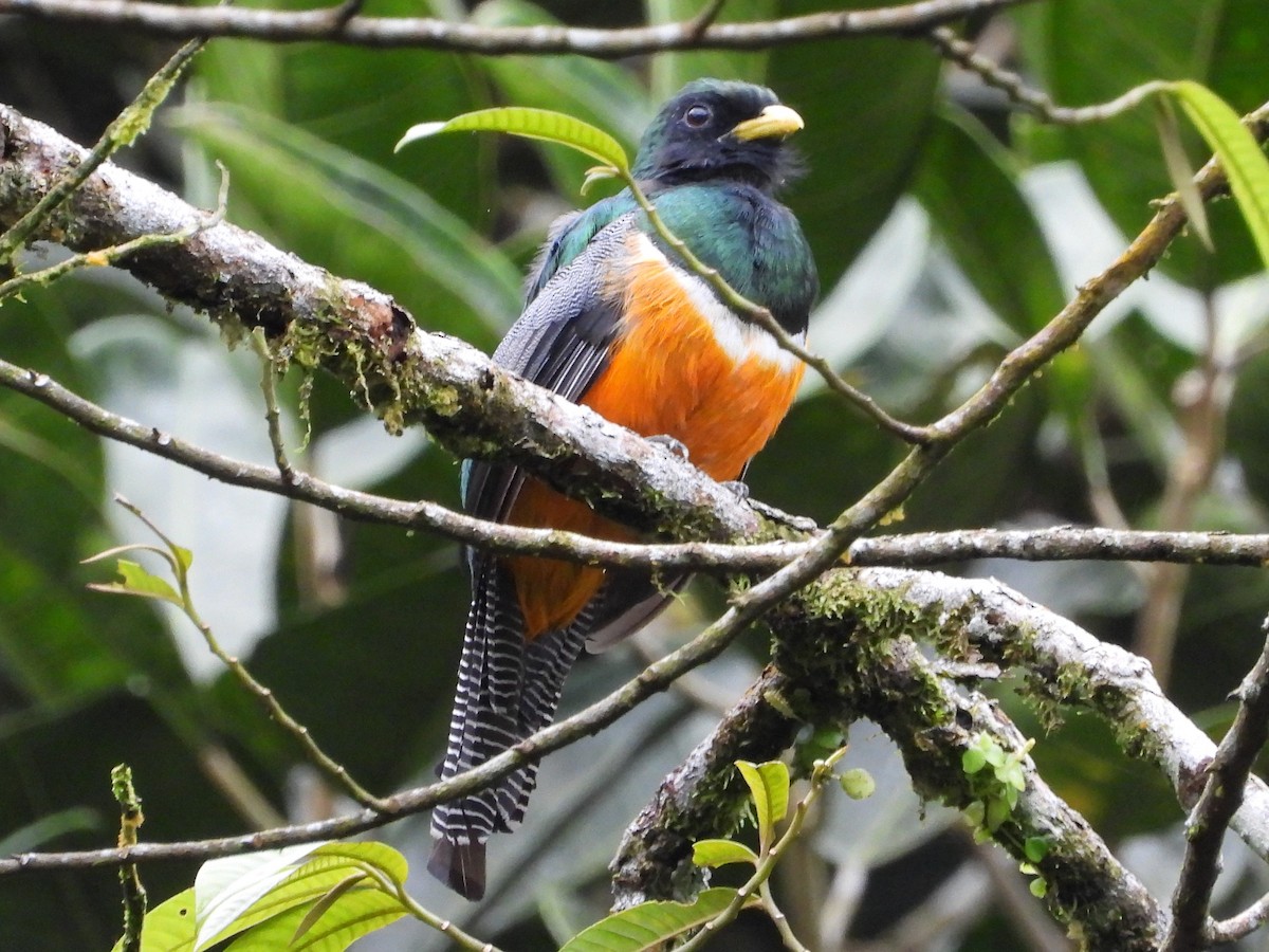 Collared Trogon - ML608911031