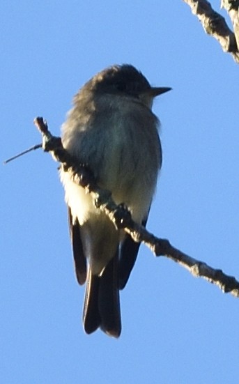 Eastern Wood-Pewee - Guy Babineau