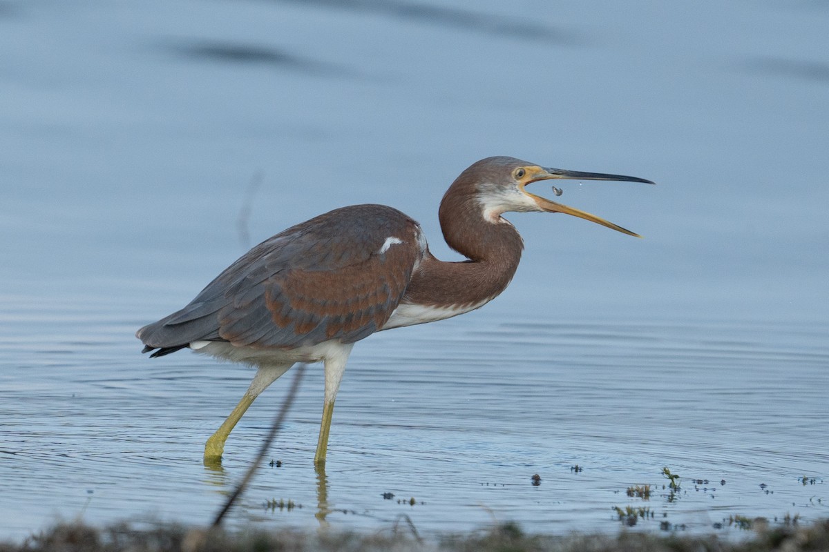 Tricolored Heron - ML608911080