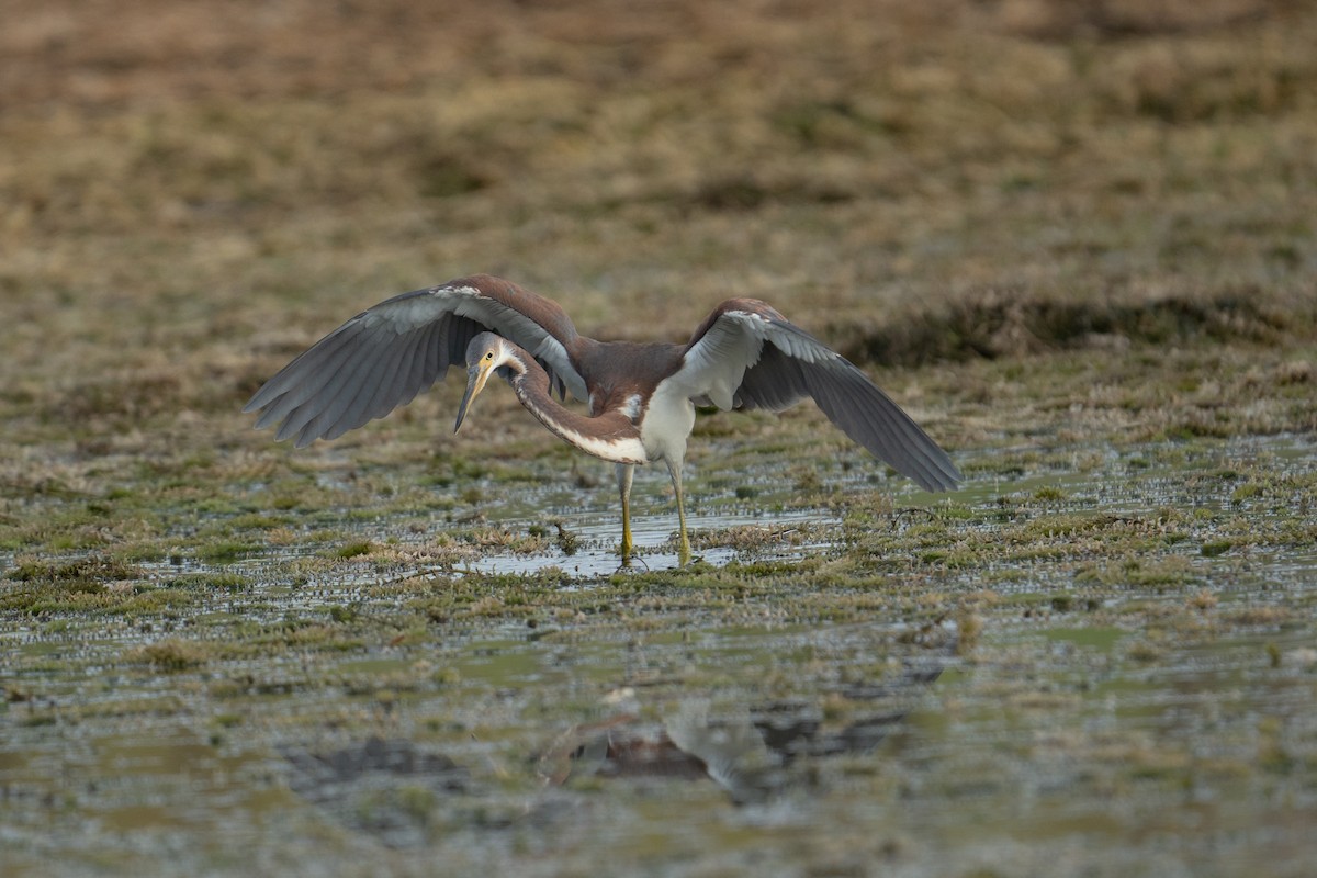 Tricolored Heron - Yaodi F