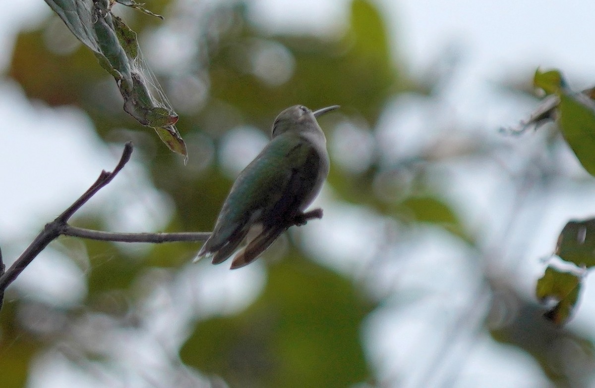 Colibrí Gorjirrubí - ML608911134