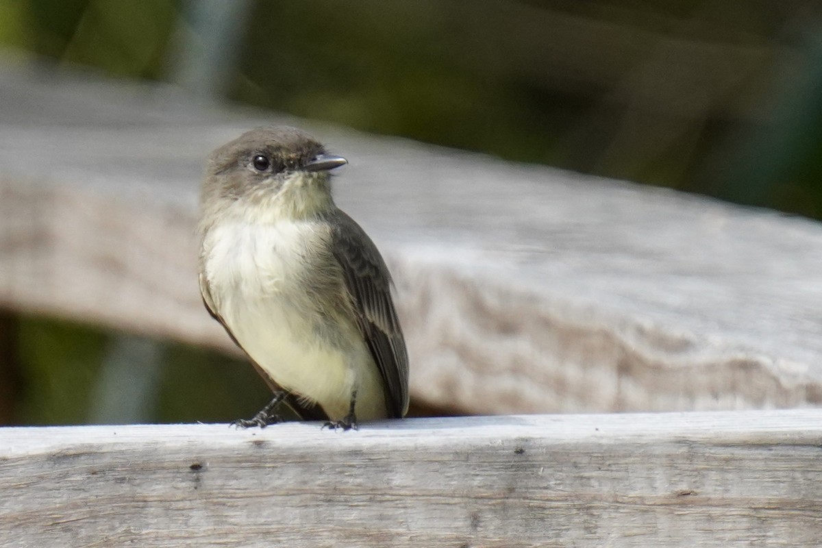 Eastern Phoebe - ML608911145