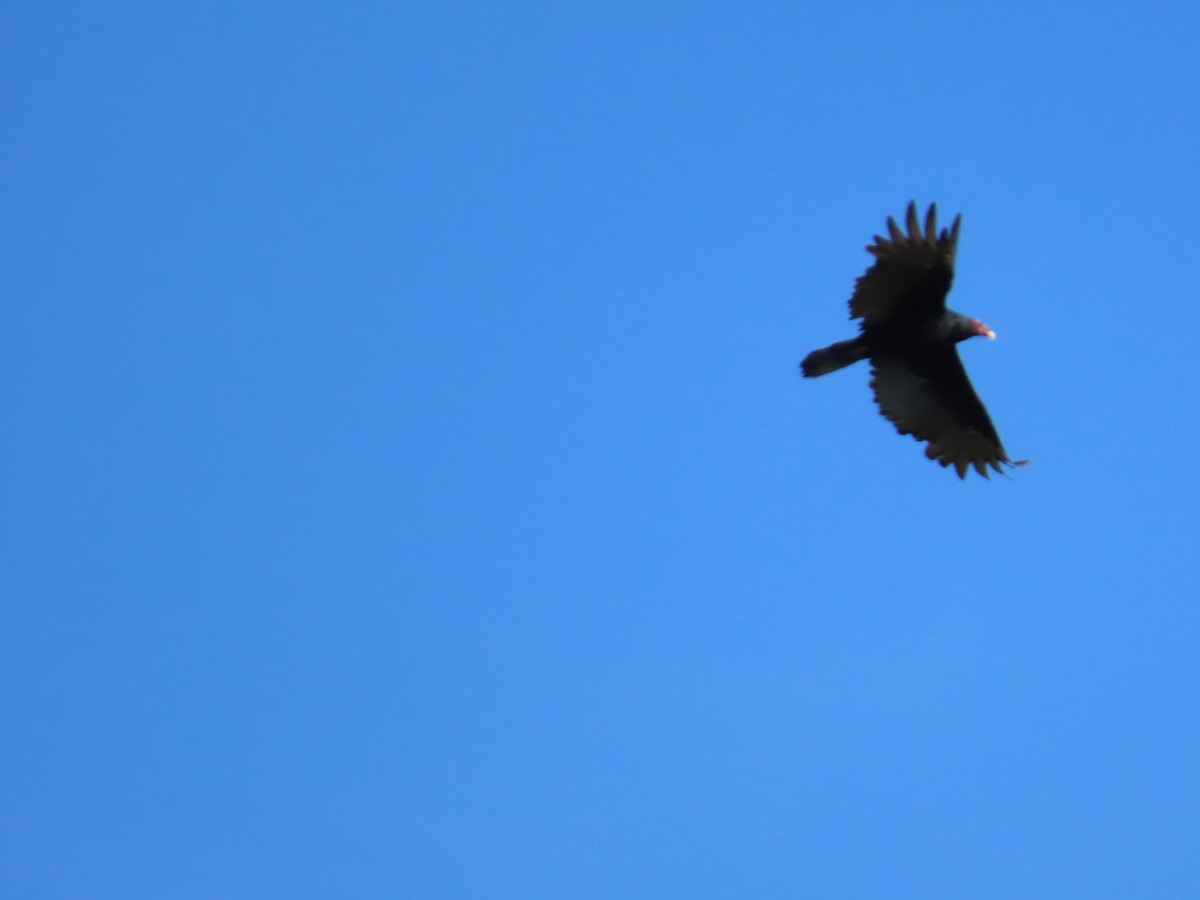 Turkey Vulture - ML608911182