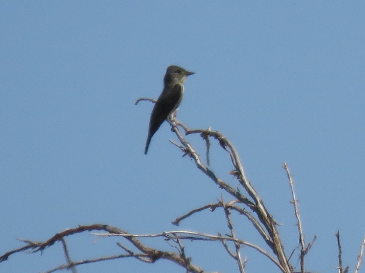 Olive-sided Flycatcher - ML608911204