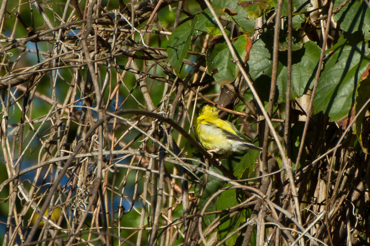 Chardonneret jaune - ML608911263