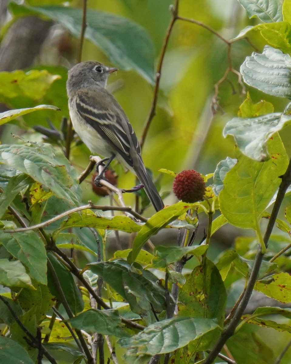 Least Flycatcher - ML608911340