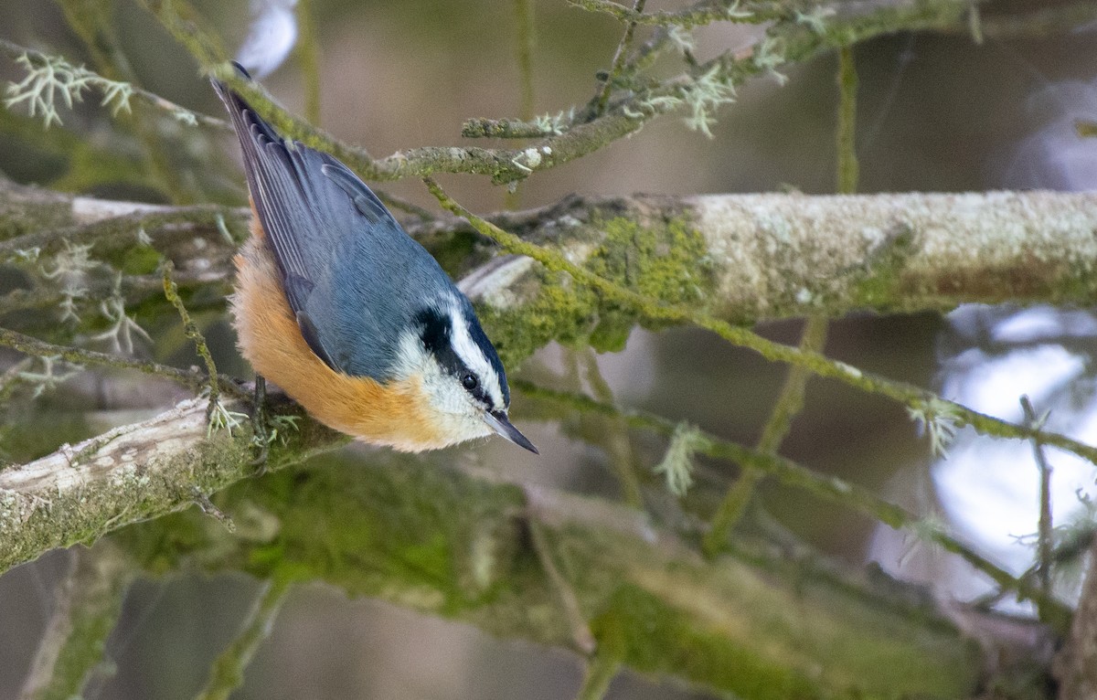 Red-breasted Nuthatch - Herb Elliott