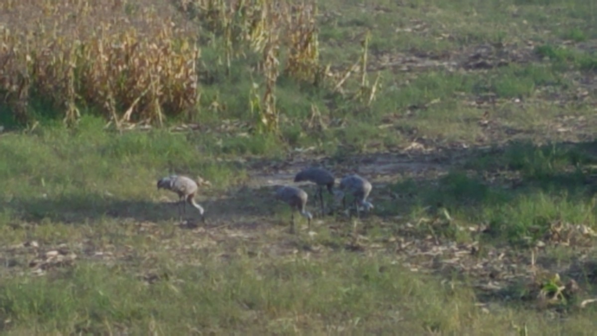 Sandhill Crane - ML608911376