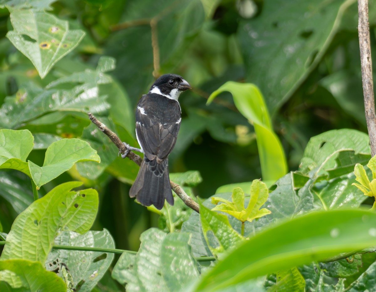 Wing-barred Seedeater (Caqueta) - ML608911968